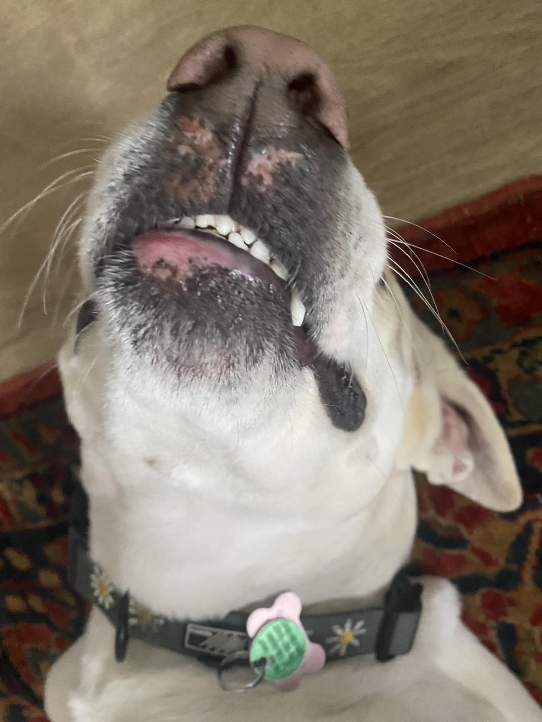 My Dogs Lips Are Turning Pink: Common Reasons Why!