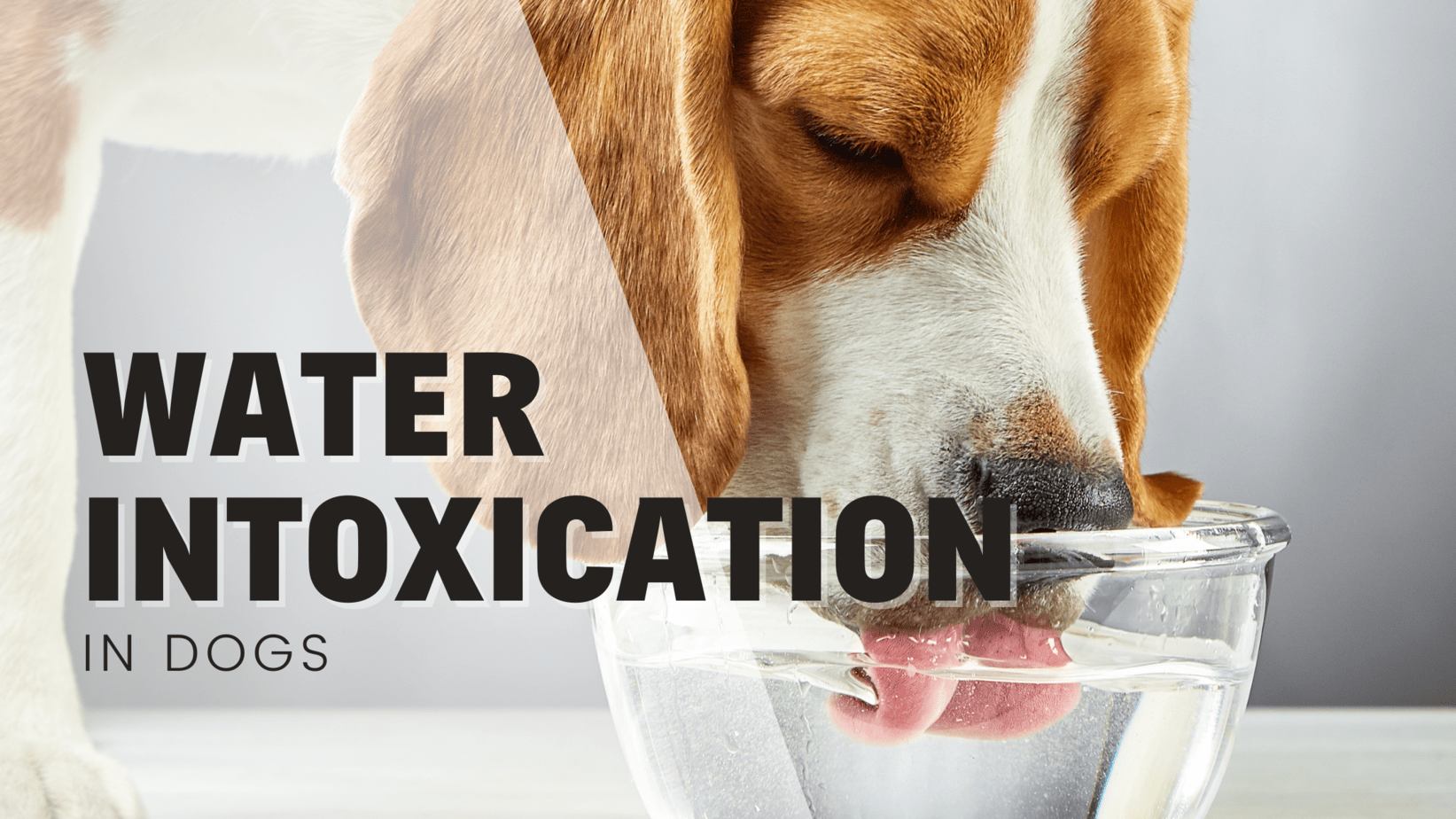 Can a Dog Die From Too Much Water? (Vet Explains Water Intoxication)