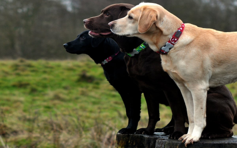 Female Lab Puppy Names: Best Sweet & Unique Choices