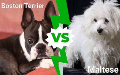 Choosing Boston Terrier Dog Names:Popular and perfect!