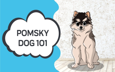 Pomsky Puppy Cost: What to Expect (Simple Budget Guide)