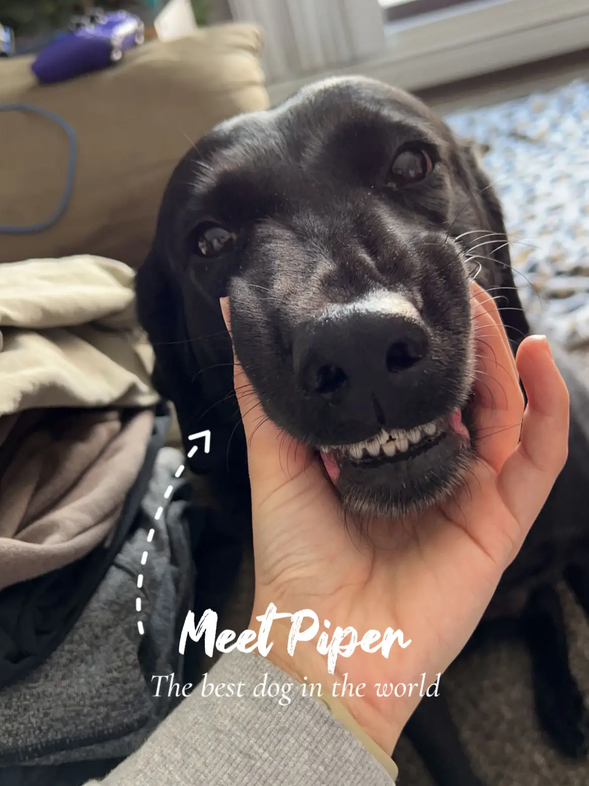 Meet dogs named Piper: Share your Pipers photos now!