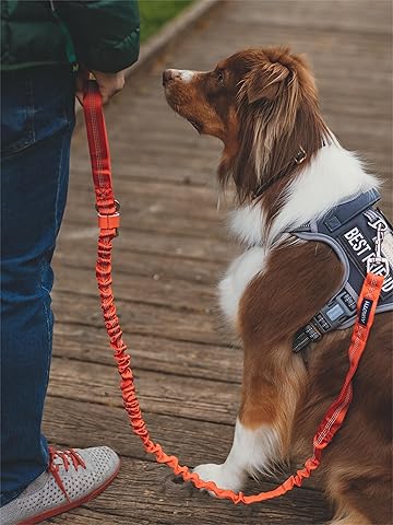 Best Floating Leash for Dogs? Top Picks for Swimming Safety.