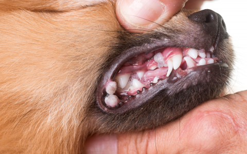 Pale or White Dog Tongue? Find Out What It Could Mean Now