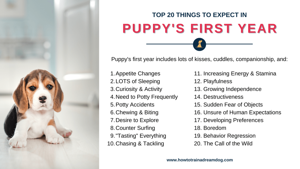 How much work is a puppy? Learn what to expect, before you get one!