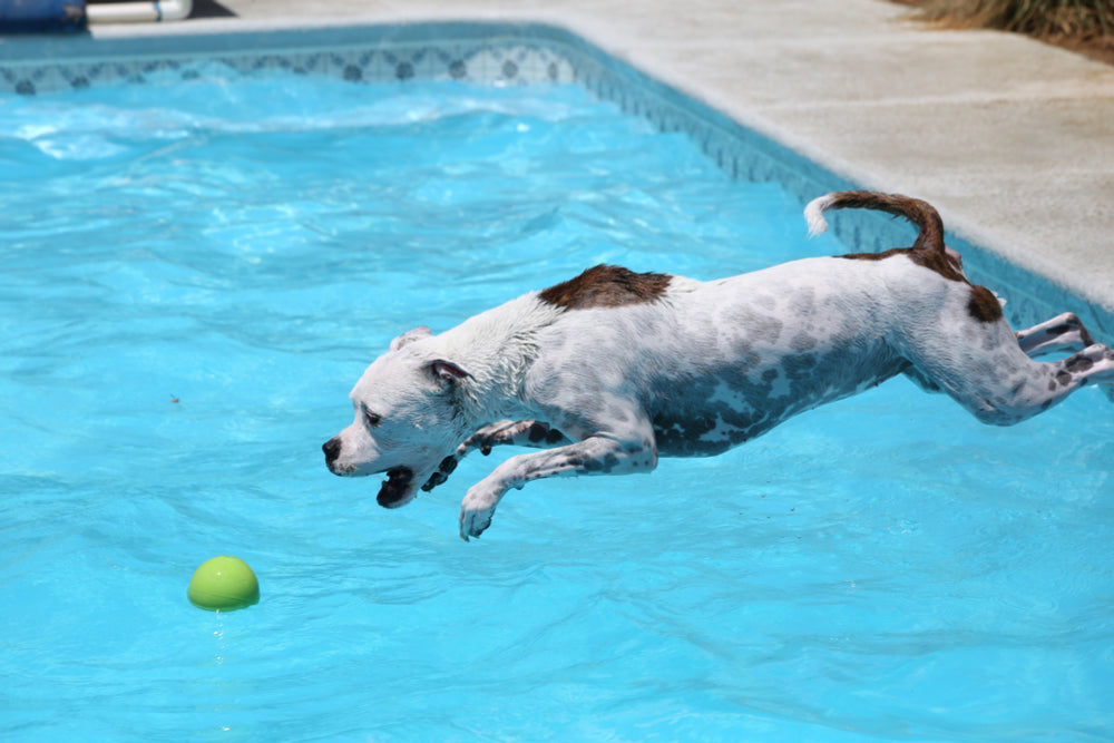 Dock Diving Toys for Dogs: Simple Guide to Get Started.