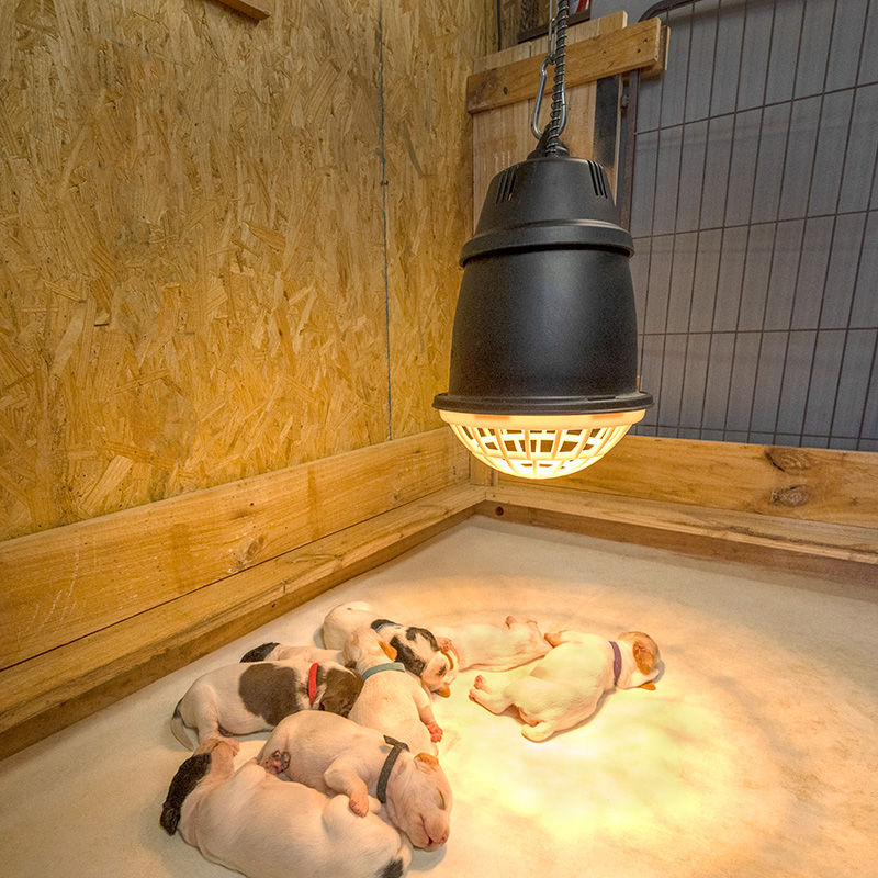 Heat lights for dogs: Are they safe and warm enough?