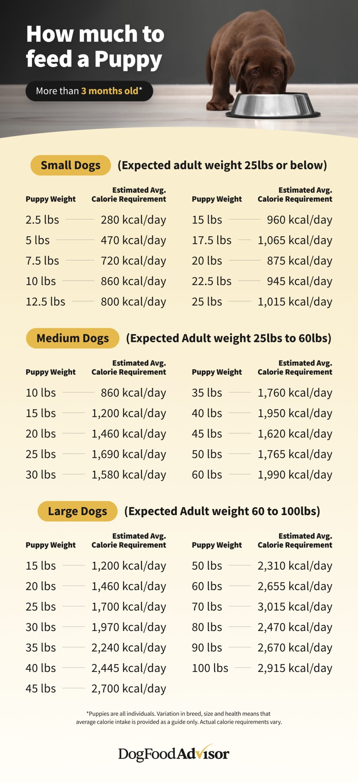 Puppy to Senior: Your Complete Fromm Dog Food Feeding Guide