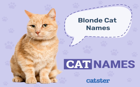 Name for Blonde Dogs: Best list to Find Inspiration for Naming!