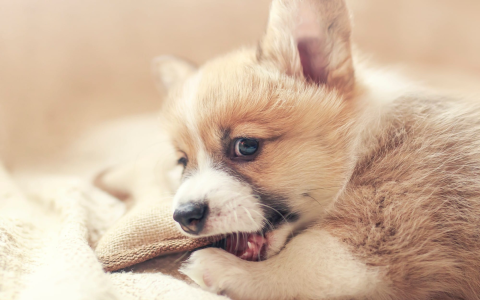 Understanding Dog Behavior: Why Do Dogs Shake When They Get Up?