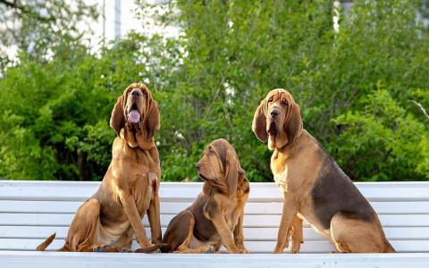 Bird Dog Names Male & Female: Top Picks for Your Hunting Buddy.