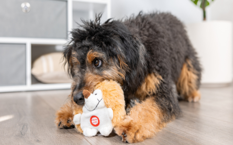 Need Mini Dog Toys? Find Durable Options Here!