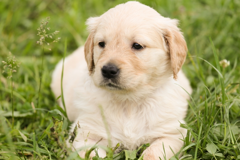 Cream Dog Names, Simple Ideas for Light color puppies!