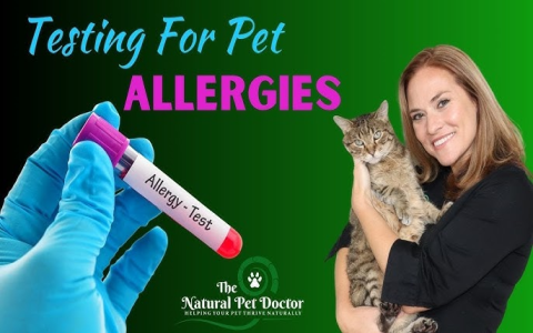 How much is allergy testing in dogs & Is it worth the cost?