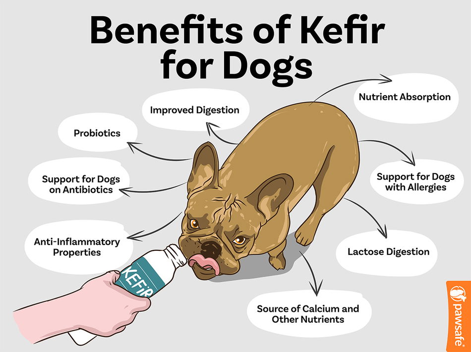 How much kefir should I give my dog? Get the best dosage here!