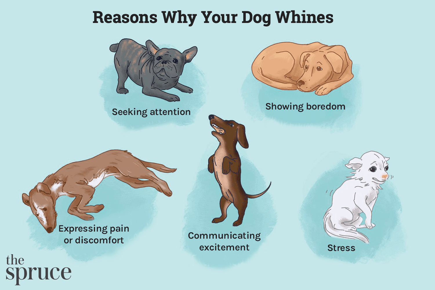 Dog Whining in Sleep: Should I Be Worried and why does my dog whine in her sleep