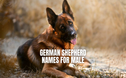 Best German Shepherd Girl Dog Names (Easy to Pronounce Ideas)