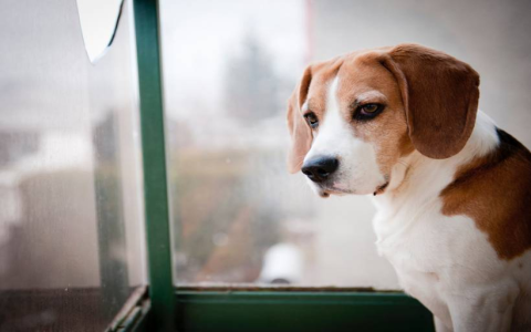 Why does my dog stare out the window? Simple reasons for doggy window watching!