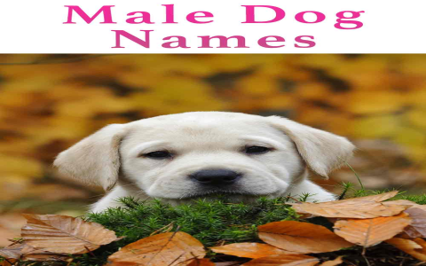 Noble Dog Names for Your Royal Canine: Cool Ideas and Meanings!