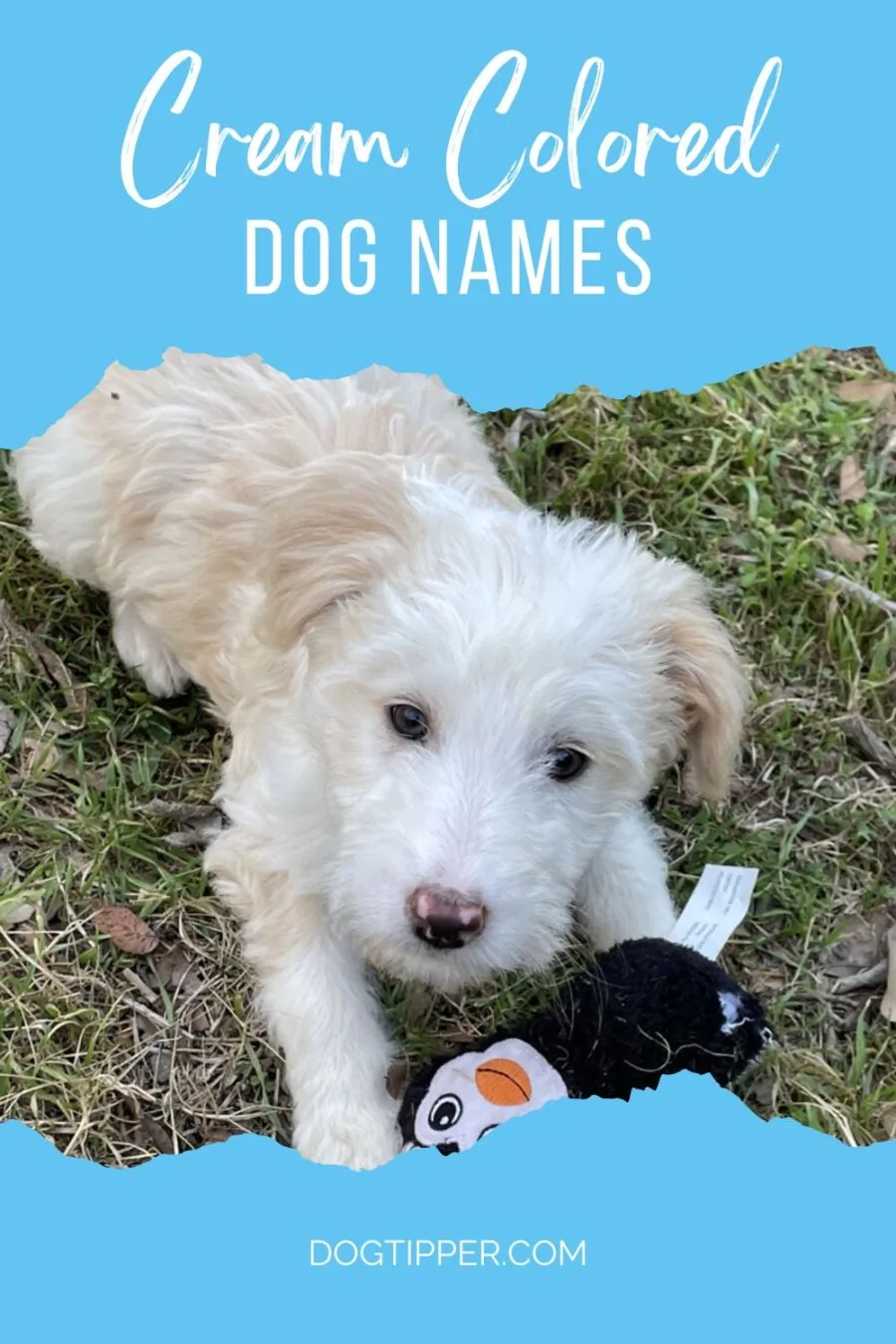 Cream Dog Names, Simple Ideas for Light color puppies!