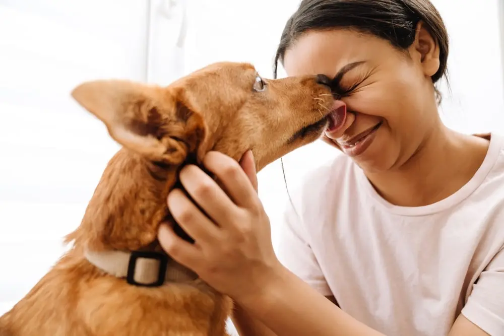 Constant Dog Licking: Is It Love or Something Else,porque mi perra me lame mucho?