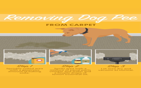 Is Your Dog Peeing on Rugs? Learn the Reasons & Easy Fixes