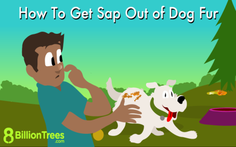 Sap Remover for Dogs: Home Remedies and Products that Work.