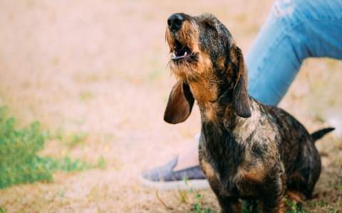 Stop your dog barking at strangers: easy training advice!