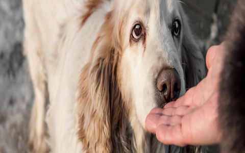 Bad Dog Breath(Smells Like Death)? Find Out Why Now!