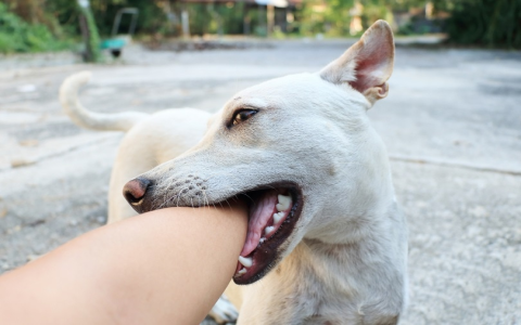 Stop the Bites:Why Does My Dog Bite My Other Dogs Ears?