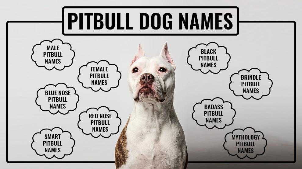 Looking for Cool Dog Names Male Pitbulls? Check This Out!