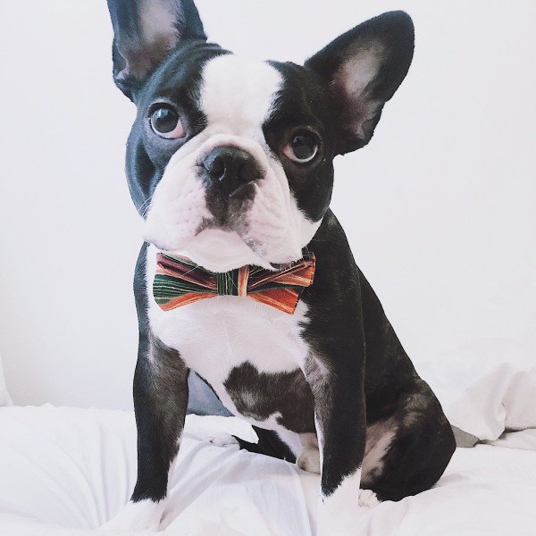 Cute Boston Terrier Male Dog Names and Popular Picks.