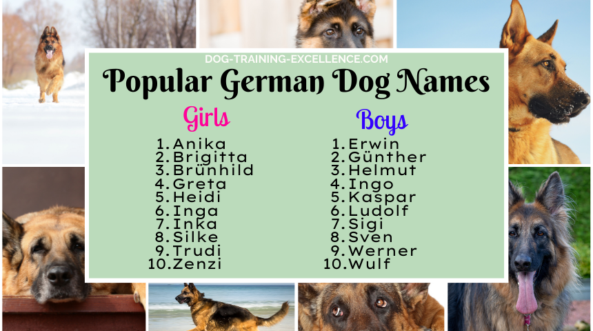 Best German Shepherd Girl Dog Names (Easy to Pronounce Ideas)