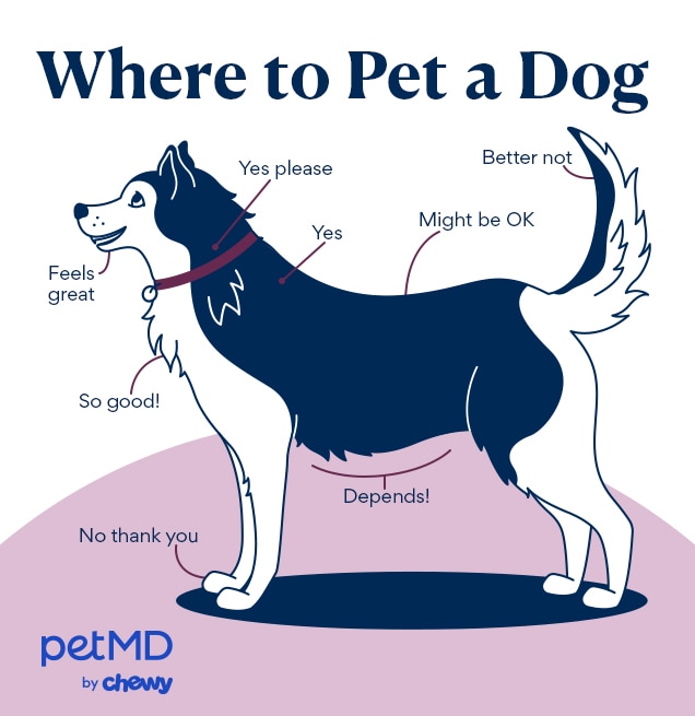 Why do I get hard when I pet my dog? A Simple Guide to a Strange Feeling