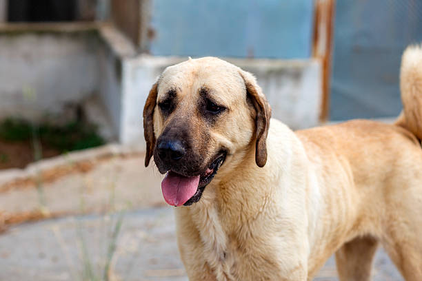 How Much Is a Kangal Puppy? Find Affordable, Healthy Dogs!