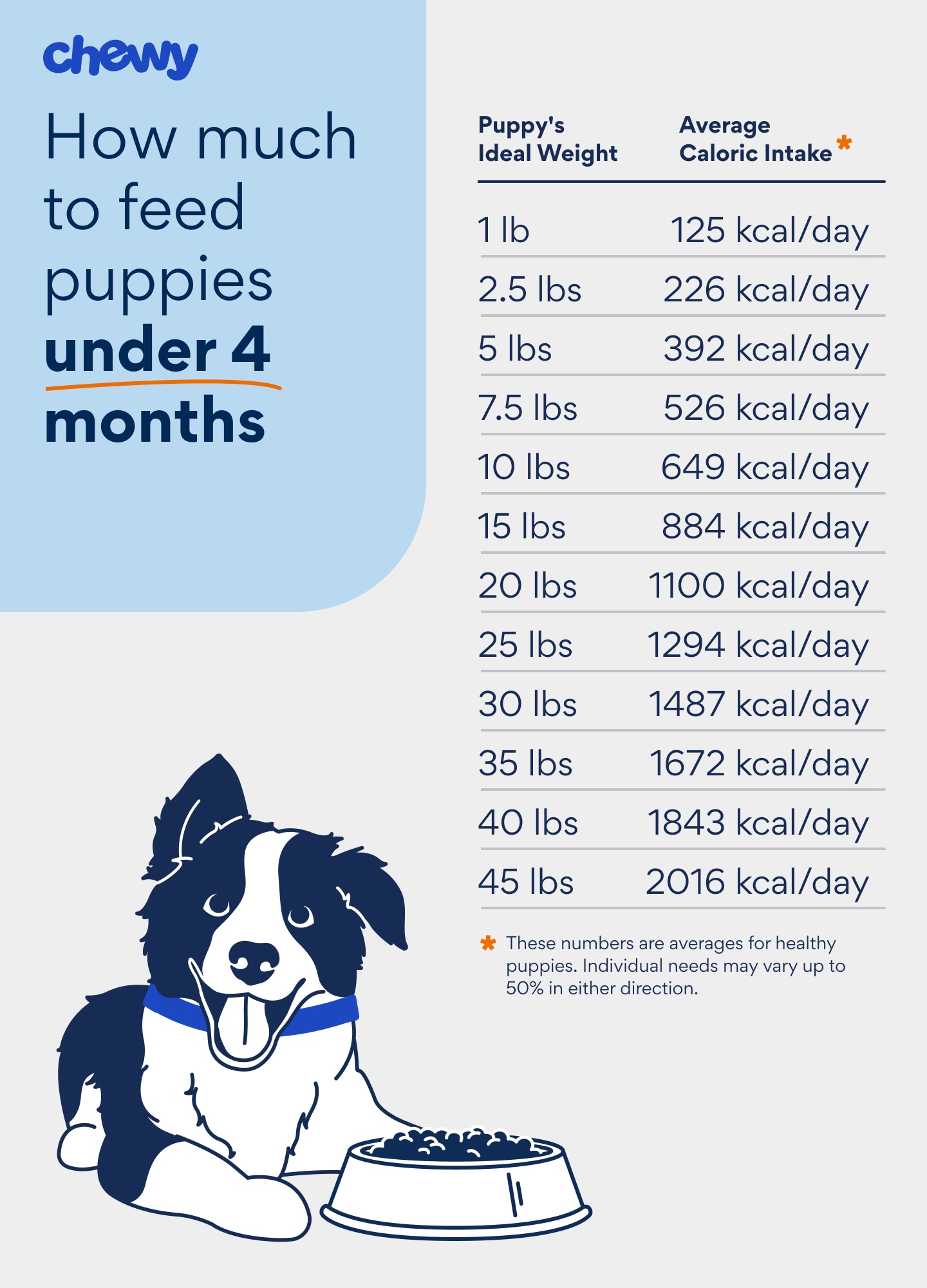 How much should I feed my Labrador puppy? Avoid overfeeding or underfeeding!