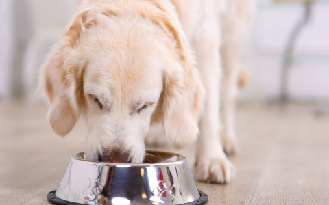 Cheaper Alternatives to Hills Gastrointestinal Biome Dog Food (That Work!)