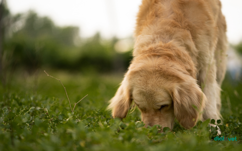 How Much Is a Kangal Puppy? Find Affordable, Healthy Dogs!