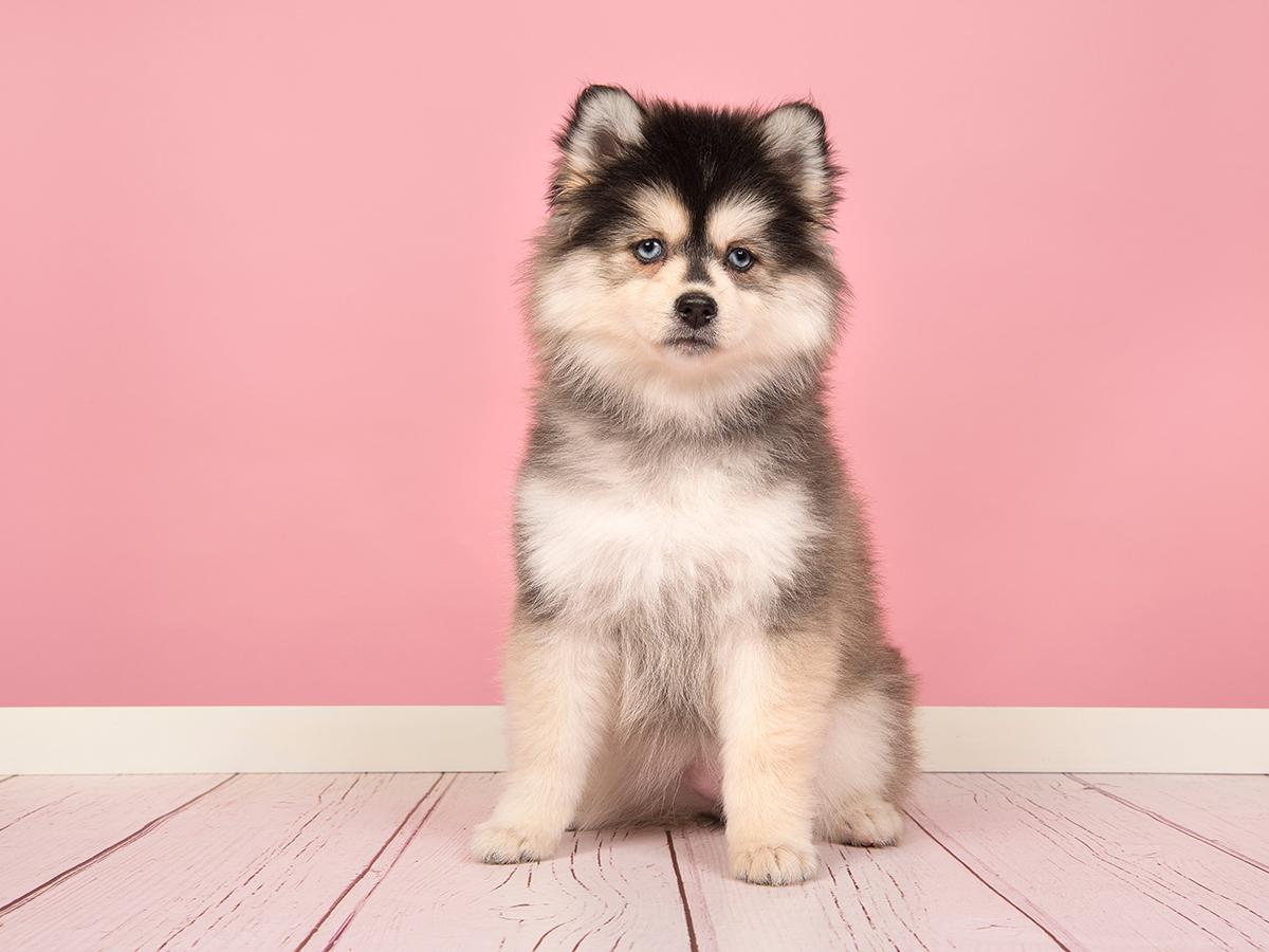 Pomsky Puppy Cost: What to Expect (Simple Budget Guide)