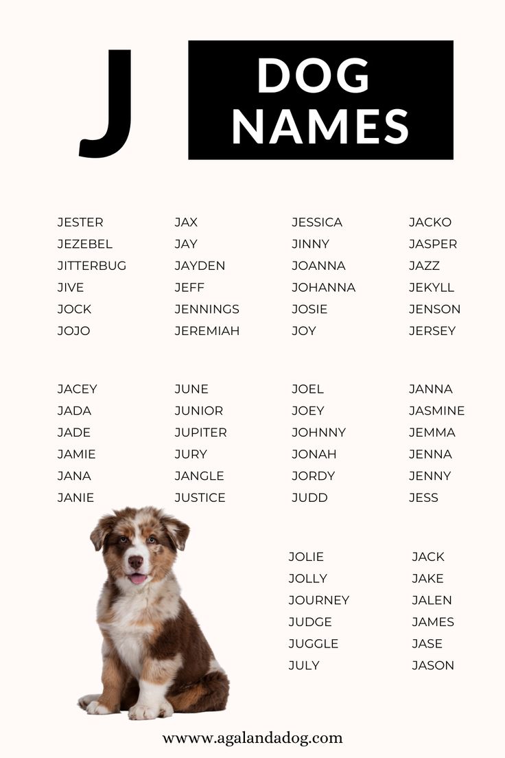 Boy & Girl Dog Names Starting with J: Find the Perfect Name!