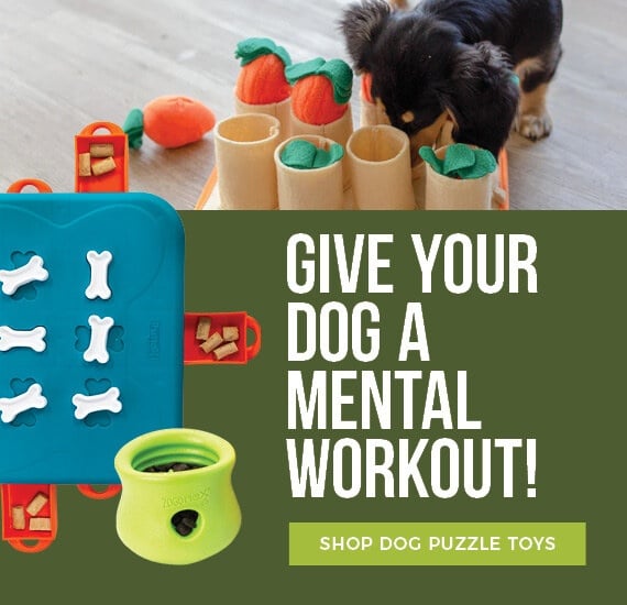 Bored Lazy Dog? Find the Perfect Toys for Lazy Dogs here!