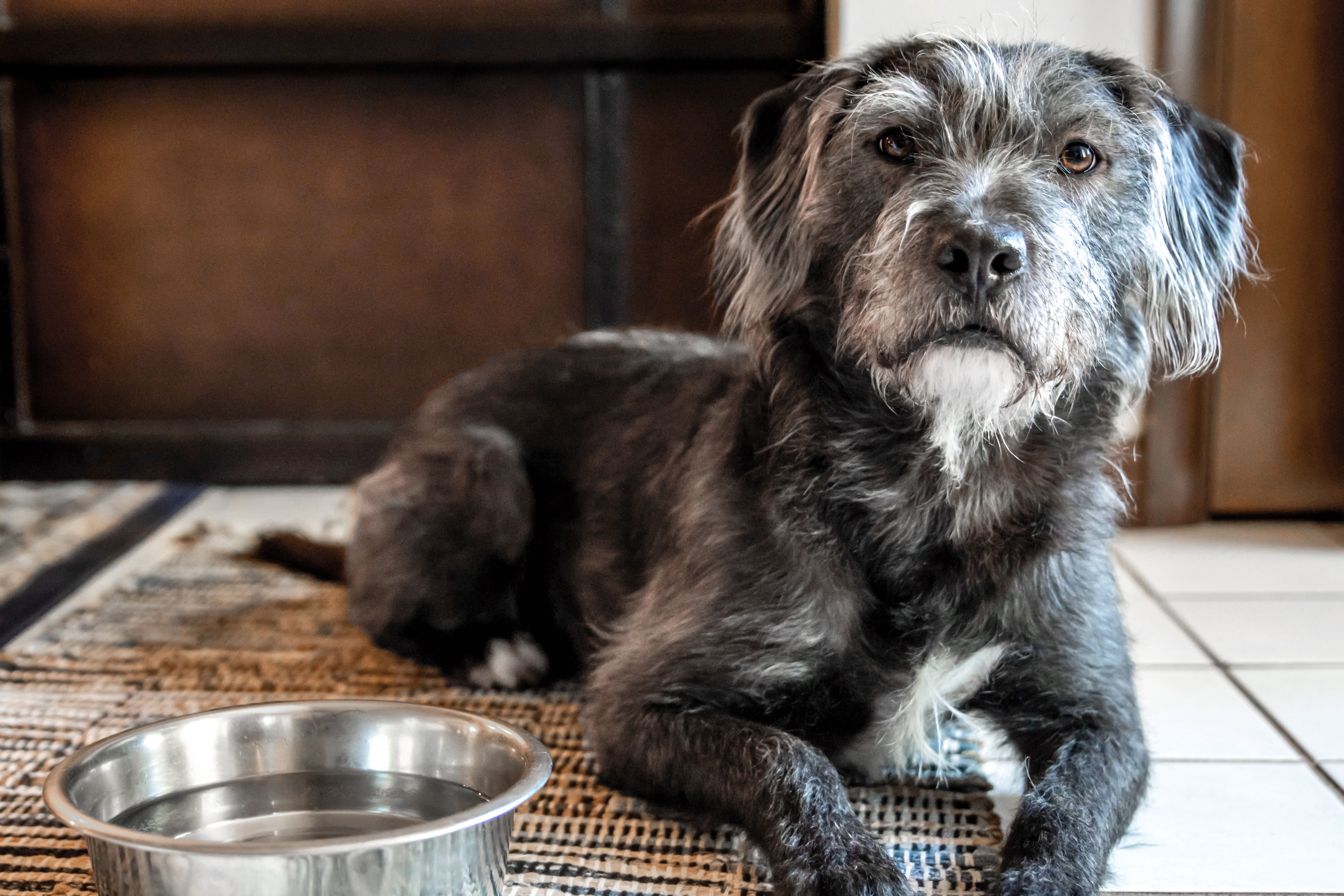 Old Dog Drinking Lots of Water: Is It Normal or a Health Concern?