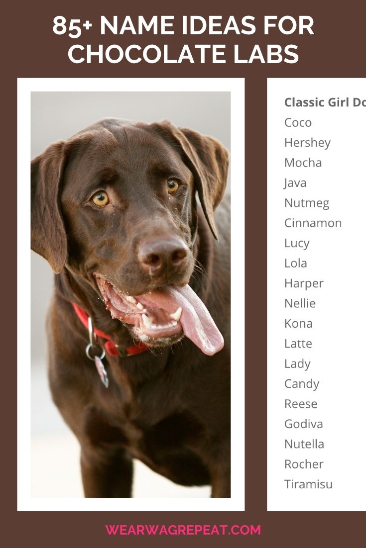 Need Chocolate Lab Female Dog Names? Heres a Great List!