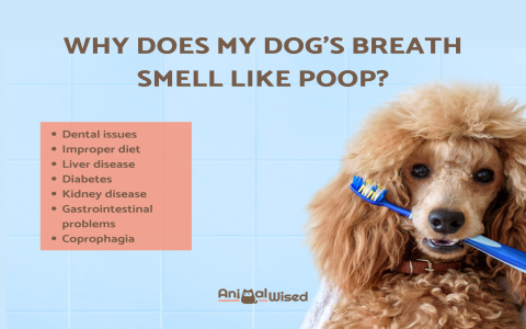 Why My Dog Breath Smell Like Fish? (Simple Tips Fix Bad Dog Breath)