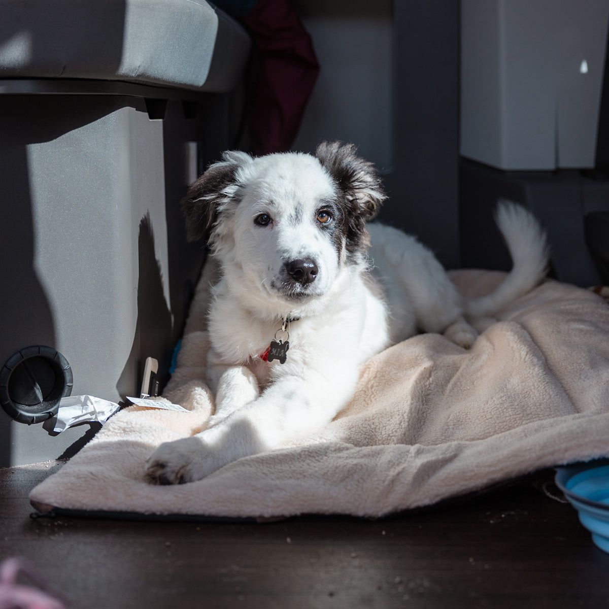 Heating Pads for Dogs: Benefits, Safety Tips, and Buying Guide