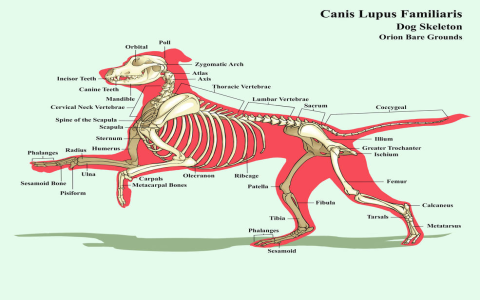 Skeleton Dog Names: Find the Perfect Bone-Chilling Name!