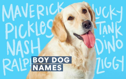 Unique Italian Dog Names Girl: Cool Ideas Youll Love.