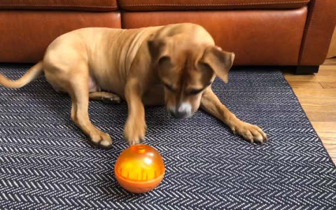 Freezable Dog Toys: Cool Treats for Hot Summer Days!