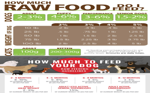 Raw Diet for Dogs: How Much Food? (Beginners Tips)