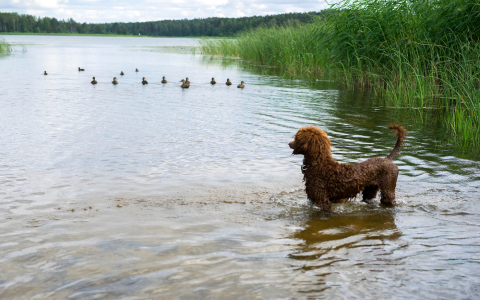 Good Duck Dog Names: Top Picks & Cute Ideas!